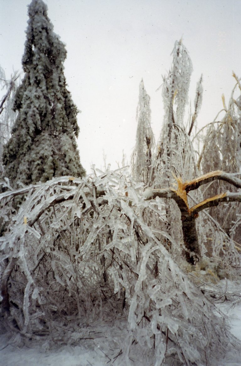 Le Poids De La Glace Le Grand Verglas De 1998 Immersion Dans Le