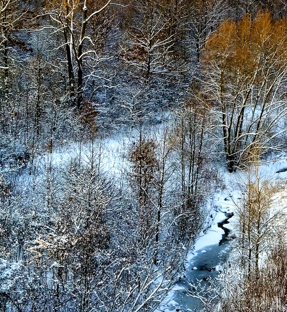 Photo en couleur montrant un enchevêtrement d’arbres enneigés et un ruisseau partiellement gelé à la fin de l’automne. 