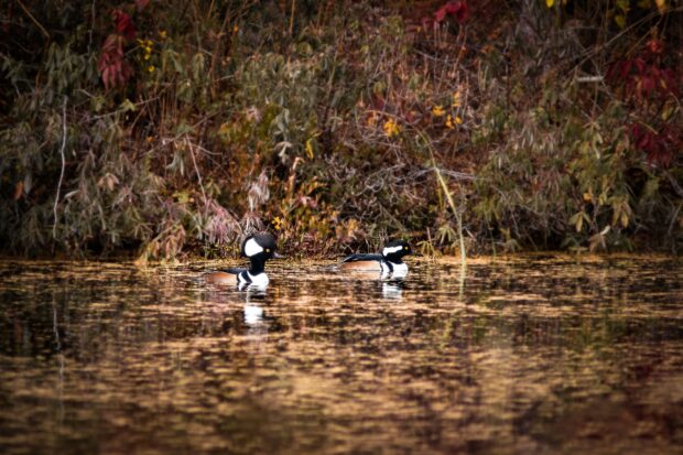 Deux harles (canards) sur l'eau. 