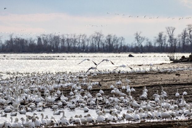 Envolée d'oies blanches sur le bord du fleuve.