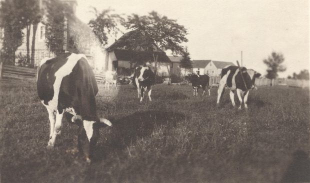 Photo en noir et blanc de vaches dans un pâturage. 