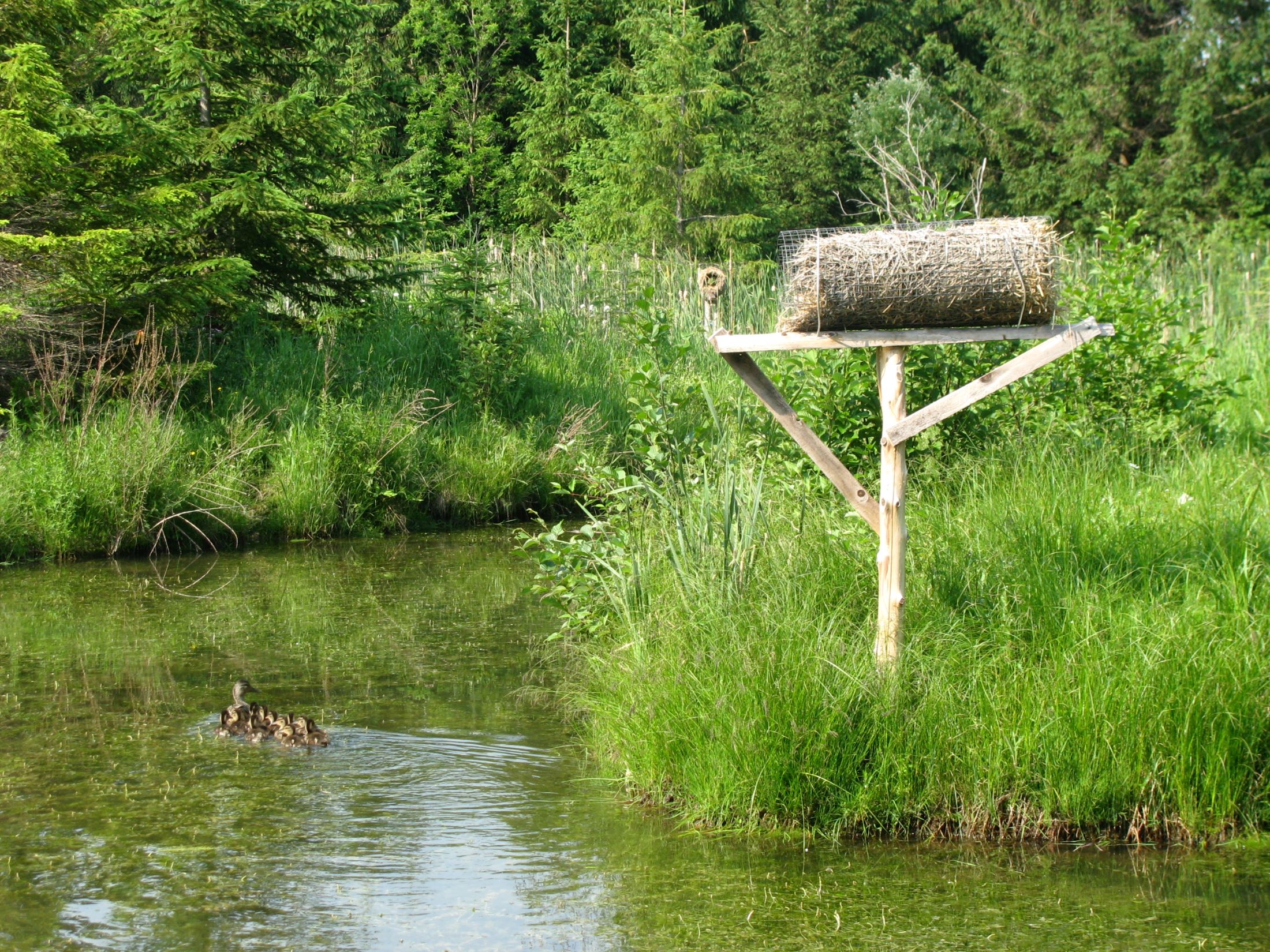 Nichoir sur le bord d'un étang.