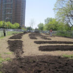 La préparation d'un lit de jardin avec de longues rangées de terre fraîche. Des arbres et une clôture en fil de fer sont visibles, et quelques personnes travaillent au loin.