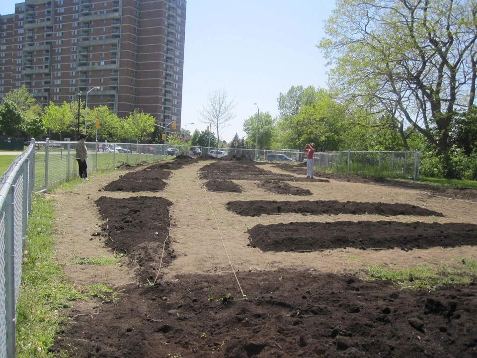 La préparation d'un lit de jardin avec de longues rangées de terre fraîche. Des arbres et une clôture en fil de fer sont visibles, et quelques personnes travaillent au loin.