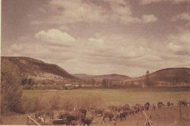 Bétail à corne se dirigeant vers les pâturages avec montagnes dans l'arrière-plan