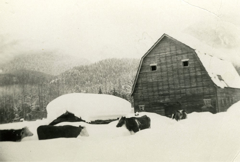 Photographie en noir et blanc d’une ferme dans un paysage enneigé. Les toits de deux bâtiments, l’un étant une grange et l’autre étant beaucoup plus petit, sont recouverts de neige. Les vaches marchent dans la neige. Des arbres couverts de neige sont en arrière-plan.